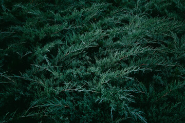 Dark green Juniper shrub branches