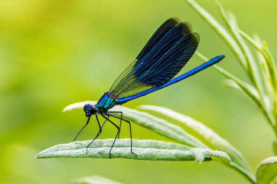 libellula blu