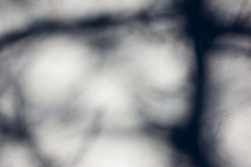 Tree shadow on the White Wall