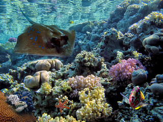 Photo of a coral colony on a reef