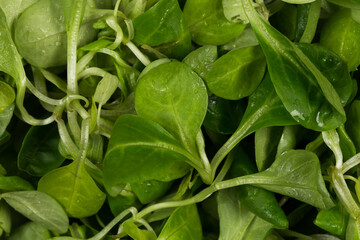 mache lettuce green salad