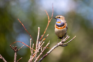 A bluethroat sitting in a tree in the north of sweden