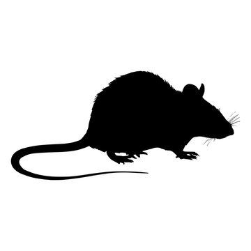 Black silhouette of a rat on white background. black icon of a rodent. vector illustration of a pest. Warning icon of pests.