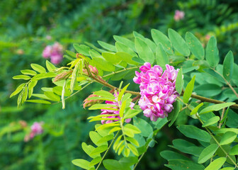 Obraz premium Bud of a pink acacia flower