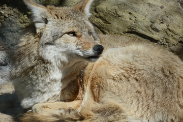 Resting Coyote Portrait