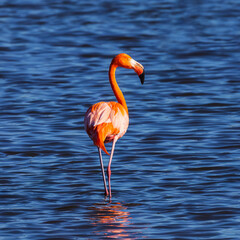 This American Flamingo was seen at St Marks National Wildlife Reserve at the lighthouse pond.  The Flamingo would feed in the pond with its head in the water quite a lot.