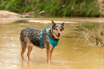 Queensland Heeler at the Creek