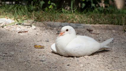 Paloma descansando con el calor