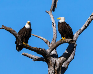This pair or adult Eagles was spotted in a dead tree late one morning at the St Marks National Wildlife Reserve.