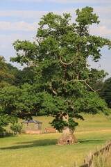 Big old lone oak tree in summer.