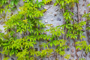 Green ivy climbing a concrete wall.