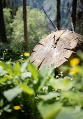 Cut down tree trunk with clock - five to twelve. Climate change warning. Time is running out.