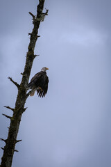 Alaskas national wildlife symbol Bald Eagle resting on branch of tree after fishing on cloudy day near Hoonah, Icy Strait Point 