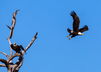 The Eagle in flight has flapped its wings several times and is leaving its former perch well behind, giving us a good view of its beak, wings, tail and talons.
