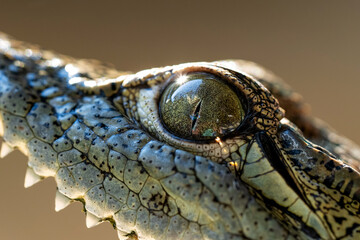 detalle de un ojo de caimán 