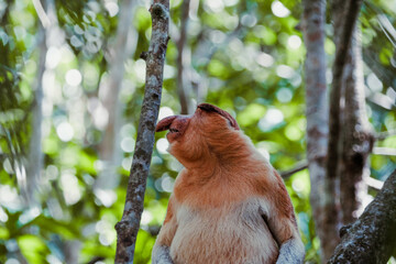 Proboscis monkey (Nasalis larvatus) or Proboscis monkey are endemic species that inhabit mangroves on the island of Borneo (Indonesia, Malaysia and Brunei).