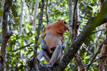 Proboscis monkey (Nasalis larvatus) or Proboscis monkey are endemic species that inhabit mangroves on the island of Borneo (Indonesia, Malaysia and Brunei).