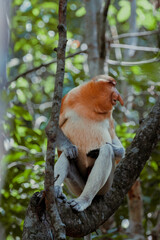 Proboscis monkey (Nasalis larvatus) or Proboscis monkey are endemic species that inhabit mangroves on the island of Borneo (Indonesia, Malaysia and Brunei).
