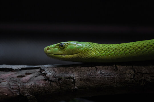 retrato de una mamba o serpiente sobre  un tronco