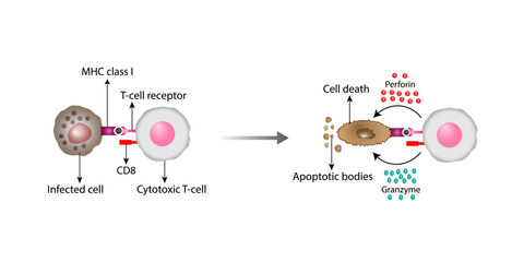 T-Cell activation diagram, cytotoxic T-cell and infected cell. Cell death. Vector illustration	