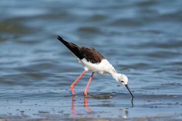 Black-winged stilt (Himantopus himantopus), Murcia, Spain