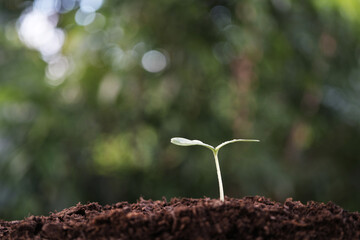 Small growing tree sprout with bokeh background