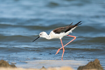 Black-winged stilt (Himantopus himantopus), Murcia, Spain