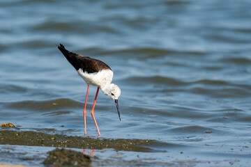 Black-winged stilt (Himantopus himantopus), Murcia, Spain