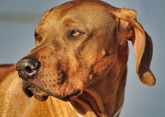 cão, animal estimação
