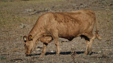 vaca quinta, produção carne natureza, mamífero