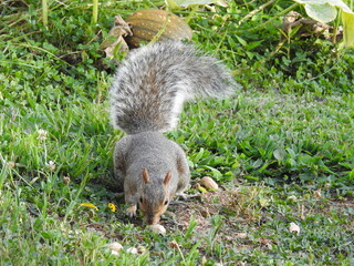 Eastern gray squirrel searching the ground for peanuts, on a beautiful sunny day in Elkton, Cecil County, Maryland.