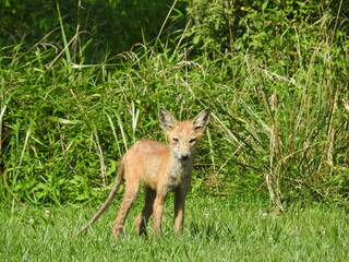 Naklejka na ściany i meble A red fox with a mange infection living in Cecil County, Maryland.