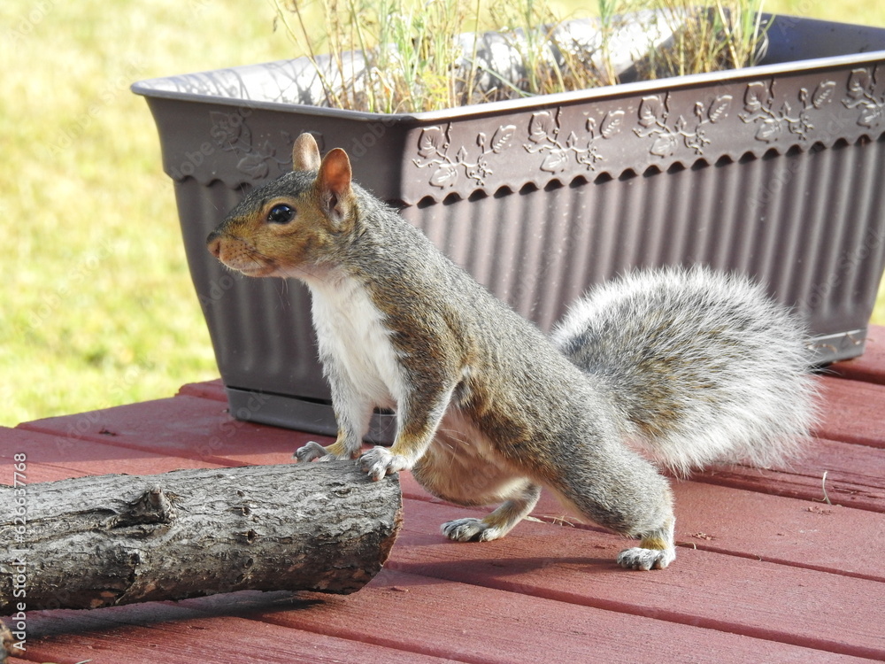 Wall mural Eastern gray squirrel enjoying a sunny day in Elkton, Cecil County, Maryland. - Wall murals
