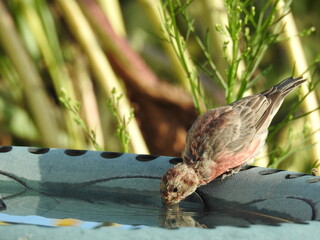 A male house finch drinking water from a bird bath in Elkton, Cecil County, Maryland.