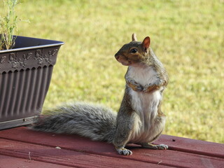 Eastern gray squirrel enjoying a sunny day in Elkton, Cecil County, Maryland.