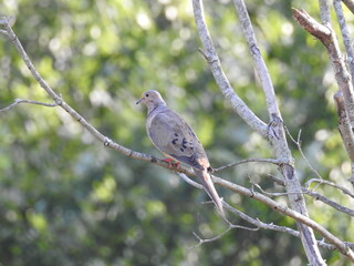 A mourning Dove perched on a branch in Elkton, Cecil County, Maryland.