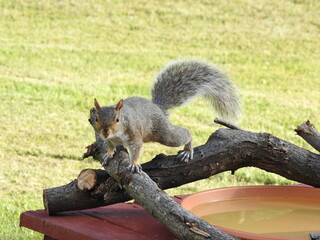 Eastern gray squirrel enjoying a sunny day in Elkton, Cecil County, Maryland.