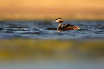 Great moment. A mother carrying her babies on her back. Colorful nature background. Great Crested Grebe. (Podiceps cristatus).