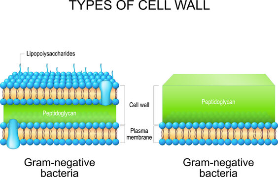 Types of bacterial cell wall. Gram-negative bacteria and Gram-negative bacteria.