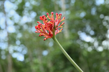 Underneath view of an inflorescence of a coral plant with a Lynx spider on it