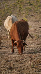 vaca quinta, produção carne natureza, mamífero