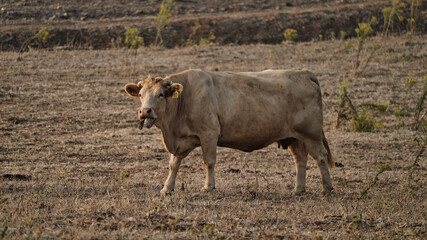 vaca quinta, produção carne natureza, mamífero