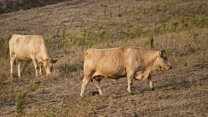 vaca quinta, produção carne natureza, mamífero