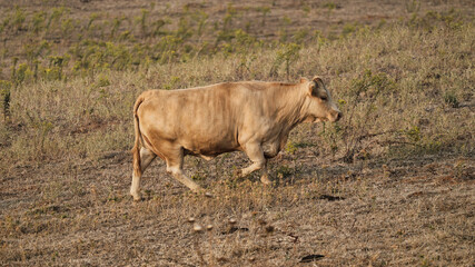vaca quinta, produção carne natureza, mamífero