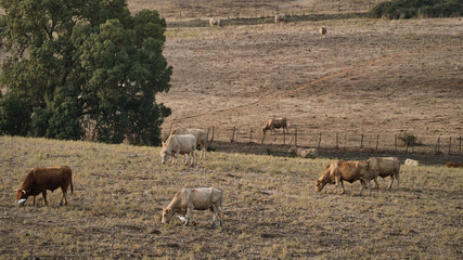 vaca quinta, produção carne natureza, mamífero