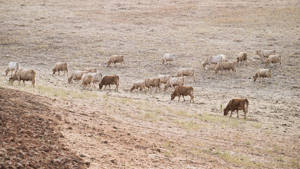 vaca quinta, produção carne natureza, mamífero