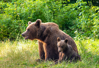 Fototapeta na wymiar A brown bear (Ursus arctos) with her cub sitting together on the grass