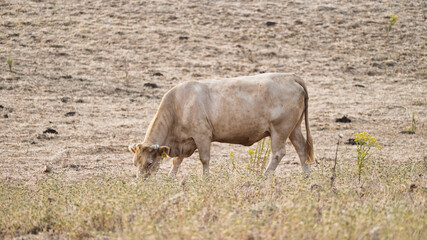 vaca quinta, produção carne natureza, mamífero