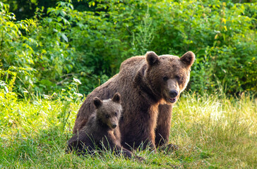 Fototapeta na wymiar A family of brown bears (Ursus actos) sitting on the grass