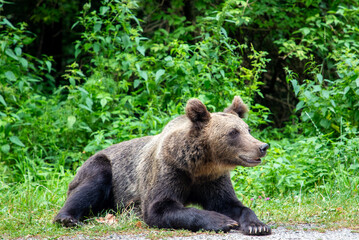 A brown bear sitting on the grass